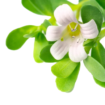 Image of Bacopa Monnieri
