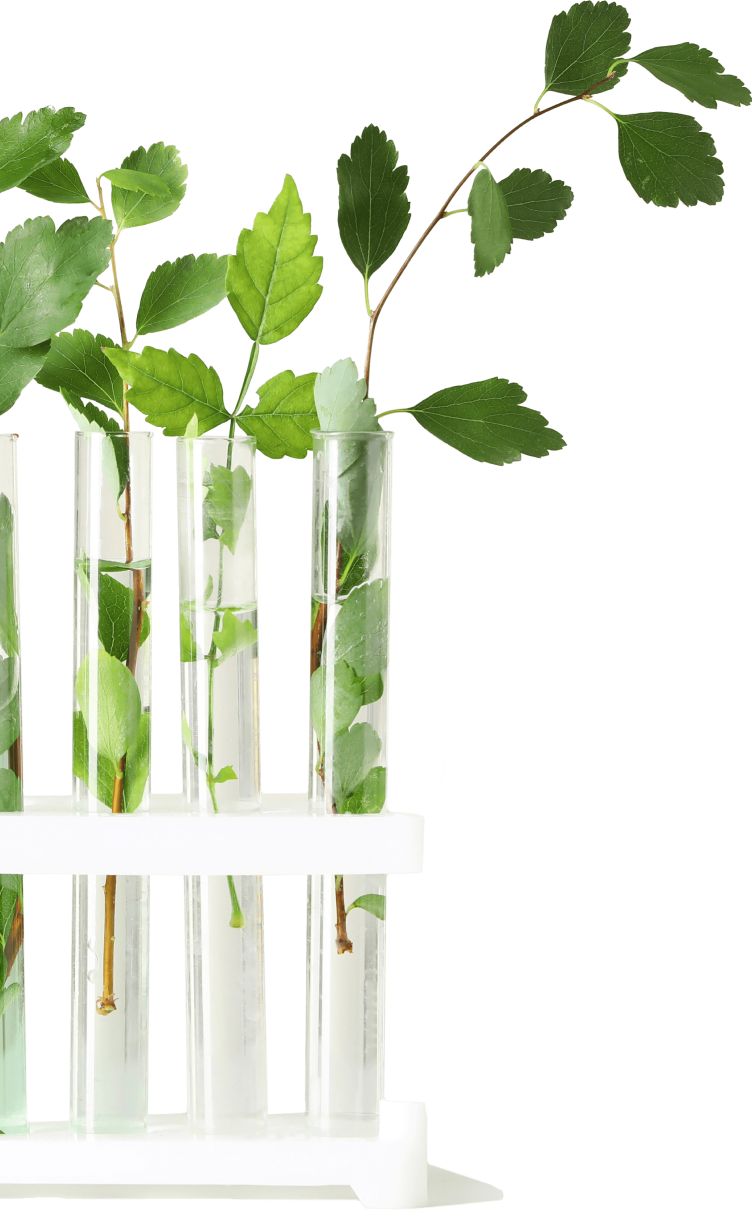 MLP Studies | Mind Lab Pro® RoW